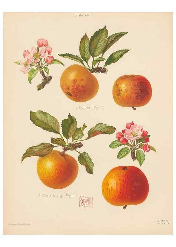 Reproducción/Reproduction 42239313192: The Herefordshire pomona, containing coloured figures and descriptions of the most esteemed kinds of apples and pears.. Hereford, [Eng.]Jakeman and Carver,1876-85.. 