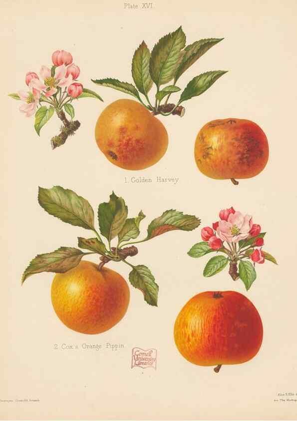 Reproducción/Reproduction 42239313192: The Herefordshire pomona, containing coloured figures and descriptions of the most esteemed kinds of apples and pears.. Hereford, [Eng.]Jakeman and Carver,1876-85.. 