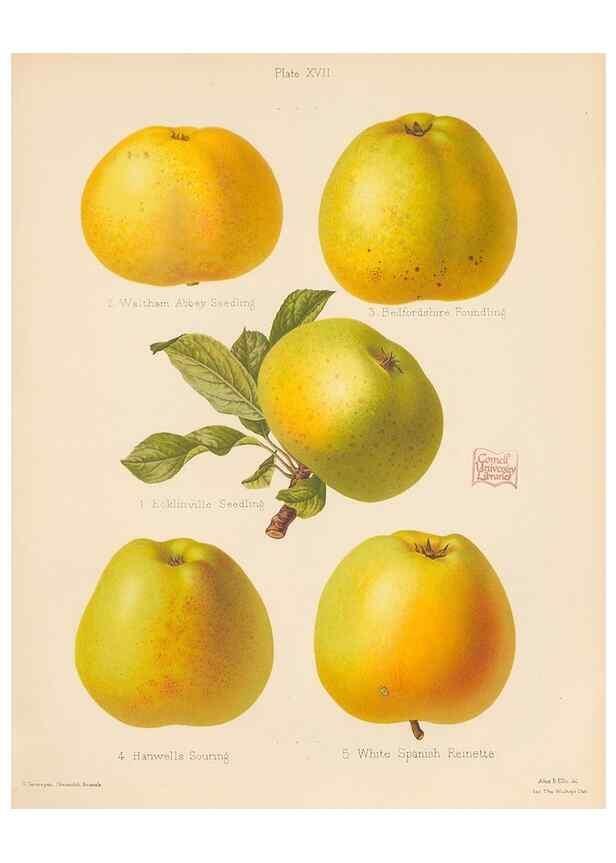 Reproducción/Reproduction 27415730057: The Herefordshire pomona, containing coloured figures and descriptions of the most esteemed kinds of apples and pears.. Hereford, [Eng.]Jakeman and Carver,1876-85.. 