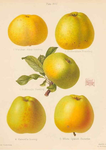 Reproducción/Reproduction 27415730057: The Herefordshire pomona, containing coloured figures and descriptions of the most esteemed kinds of apples and pears.. Hereford, [Eng.]Jakeman and Carver,1876-85.. 