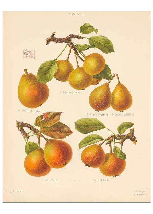 Reproducción/Reproduction 28412753478: The Herefordshire pomona, containing coloured figures and descriptions of the most esteemed kinds of apples and pears.. Hereford, [Eng.]Jakeman and Carver,1876-85.. 