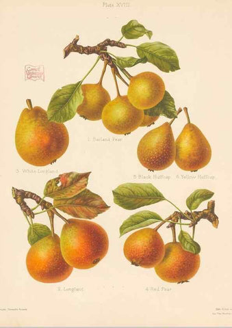 Reproducción/Reproduction 28412753478: The Herefordshire pomona, containing coloured figures and descriptions of the most esteemed kinds of apples and pears.. Hereford, [Eng.]Jakeman and Carver,1876-85.. 