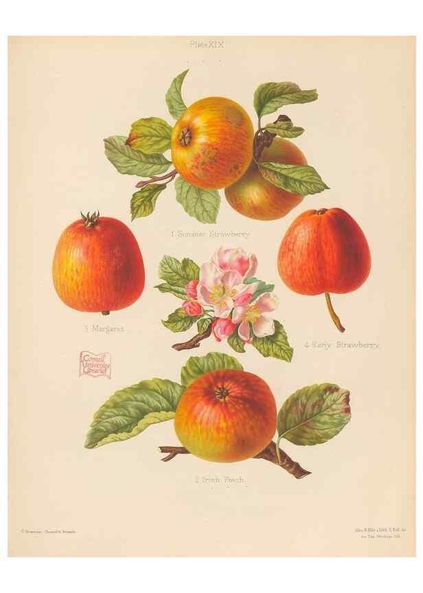 Reproducción/Reproduction 28412756908: The Herefordshire pomona, containing coloured figures and descriptions of the most esteemed kinds of apples and pears.. Hereford, [Eng.]Jakeman and Carver,1876-85.. 