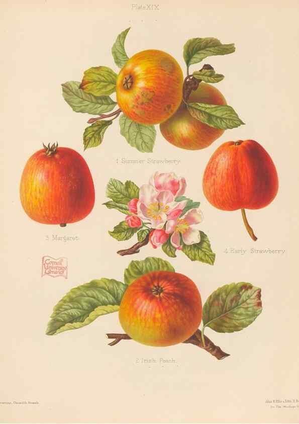 Reproducción/Reproduction 28412756908: The Herefordshire pomona, containing coloured figures and descriptions of the most esteemed kinds of apples and pears.. Hereford, [Eng.]Jakeman and Carver,1876-85.. 