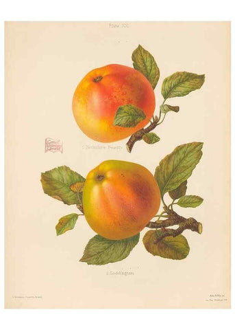 Reproducción/Reproduction 41564439754: The Herefordshire pomona, containing coloured figures and descriptions of the most esteemed kinds of apples and pears.. Hereford, [Eng.]Jakeman and Carver,1876-85.. 