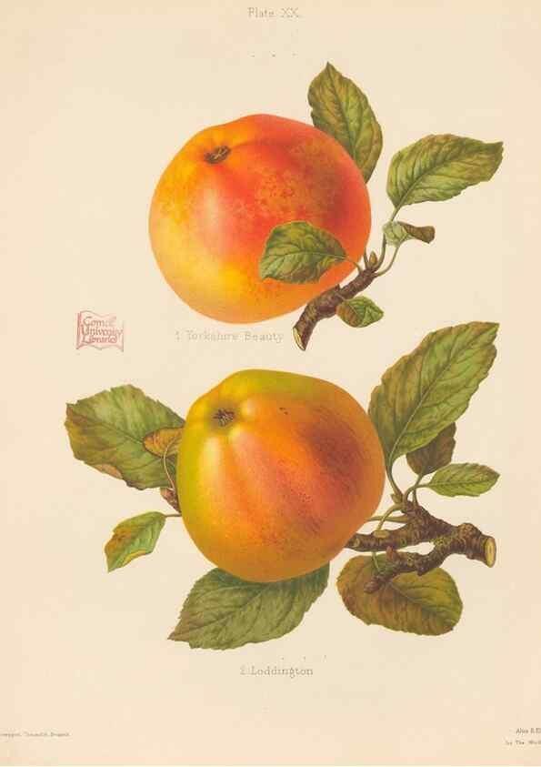 Reproducción/Reproduction 41564439754: The Herefordshire pomona, containing coloured figures and descriptions of the most esteemed kinds of apples and pears.. Hereford, [Eng.]Jakeman and Carver,1876-85.. 