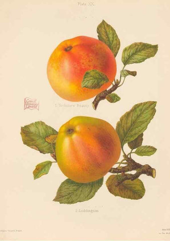 Reproducción/Reproduction 41564439754: The Herefordshire pomona, containing coloured figures and descriptions of the most esteemed kinds of apples and pears.. Hereford, [Eng.]Jakeman and Carver,1876-85.. 