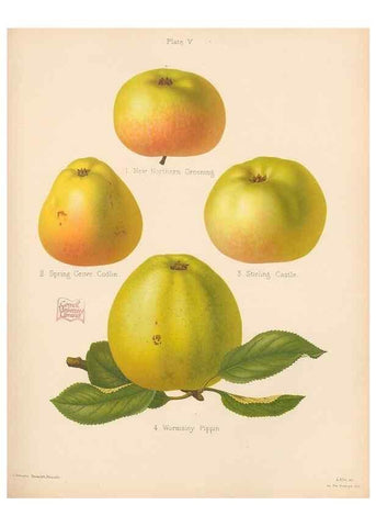 Reproducción/Reproduction 41564408934: The Herefordshire pomona, containing coloured figures and descriptions of the most esteemed kinds of apples and pears.. Hereford, [Eng.]Jakeman and Carver,1876-85.. 