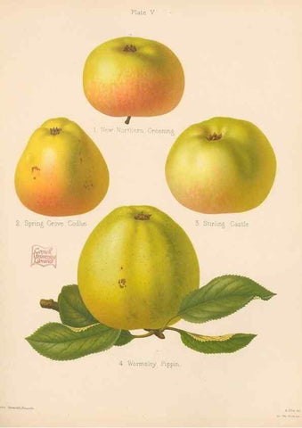 Reproducción/Reproduction 41564408934: The Herefordshire pomona, containing coloured figures and descriptions of the most esteemed kinds of apples and pears.. Hereford, [Eng.]Jakeman and Carver,1876-85.. 