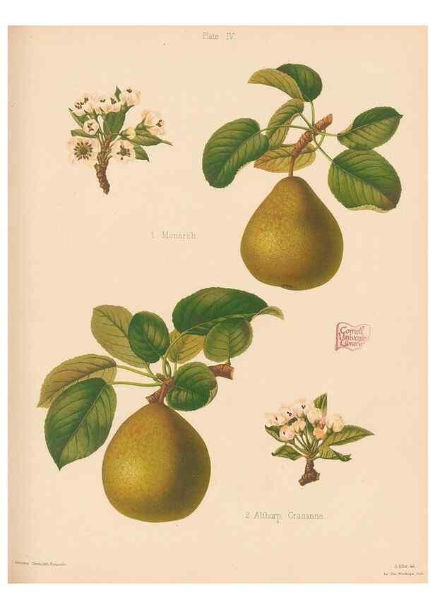 Reproducción/Reproduction 42239276942: The Herefordshire pomona, containing coloured figures and descriptions of the most esteemed kinds of apples and pears.. Hereford, [Eng.]Jakeman and Carver,1876-85.. 