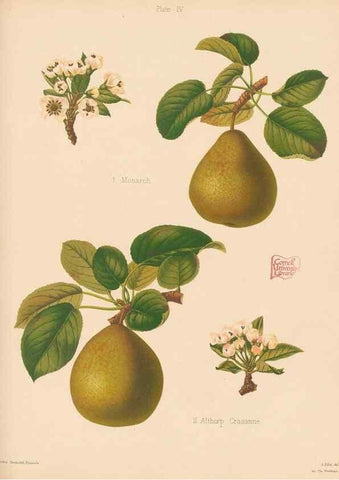 Reproducción/Reproduction 42239276942: The Herefordshire pomona, containing coloured figures and descriptions of the most esteemed kinds of apples and pears.. Hereford, [Eng.]Jakeman and Carver,1876-85.. 