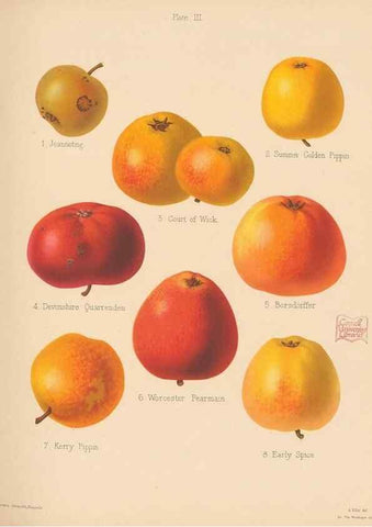 Reproducción/Reproduction 41384058745: The Herefordshire pomona, containing coloured figures and descriptions of the most esteemed kinds of apples and pears.. Hereford, [Eng.]Jakeman and Carver,1876-85.. 
