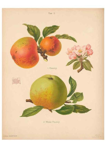 Reproducción/Reproduction 40479197810: The Herefordshire pomona, containing coloured figures and descriptions of the most esteemed kinds of apples and pears.. Hereford, [Eng.]Jakeman and Carver,1876-85.. 