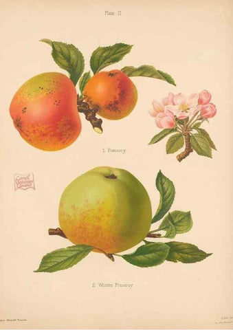 Reproducción/Reproduction 40479197810: The Herefordshire pomona, containing coloured figures and descriptions of the most esteemed kinds of apples and pears.. Hereford, [Eng.]Jakeman and Carver,1876-85.. 