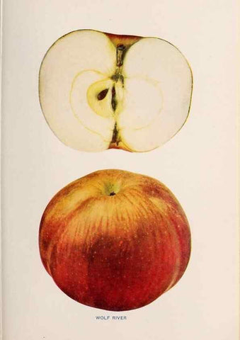 Reproducción/Reproduction 28408319788: The apples of New York /. Albany :J.B. Lyon,1905.. 