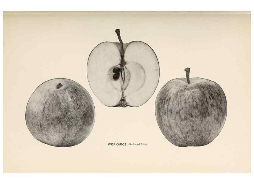 Reproducción/Reproduction 41379357215: The apples of New York /. Albany :J.B. Lyon,1905.. 