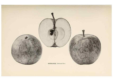 Reproducción/Reproduction 41379357215: The apples of New York /. Albany :J.B. Lyon,1905.. 