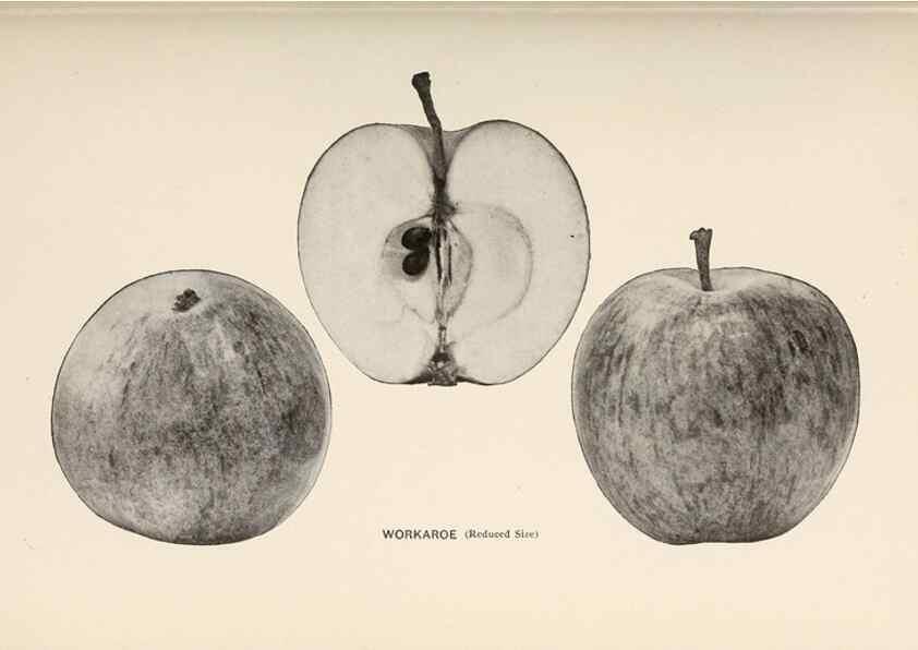 Reproducción/Reproduction 41379357215: The apples of New York /. Albany :J.B. Lyon,1905.. 