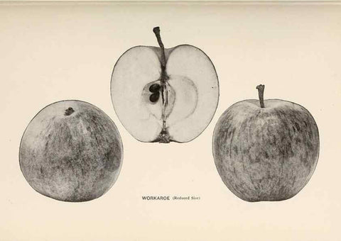 Reproducción/Reproduction 41379357215: The apples of New York /. Albany :J.B. Lyon,1905.. 