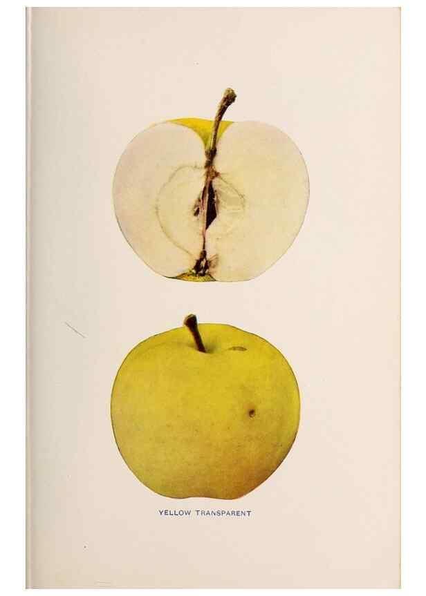 Reproducción/Reproduction 41379360745: The apples of New York /. Albany :J.B. Lyon,1905.. 