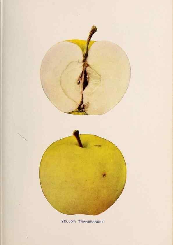 Reproducción/Reproduction 41379360745: The apples of New York /. Albany :J.B. Lyon,1905.. 