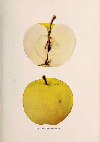 Reproducción/Reproduction 41379360745: The apples of New York /. Albany :J.B. Lyon,1905.. 