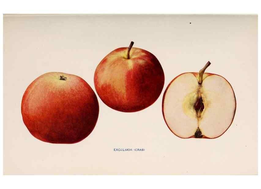 Reproducción/Reproduction 27410738747: The apples of New York /. Albany :J.B. Lyon,1905.. 