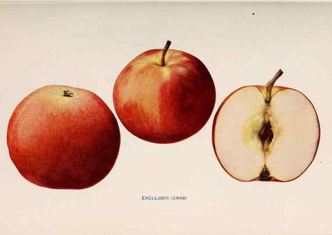 Reproducción/Reproduction 27410738747: The apples of New York /. Albany :J.B. Lyon,1905.. 