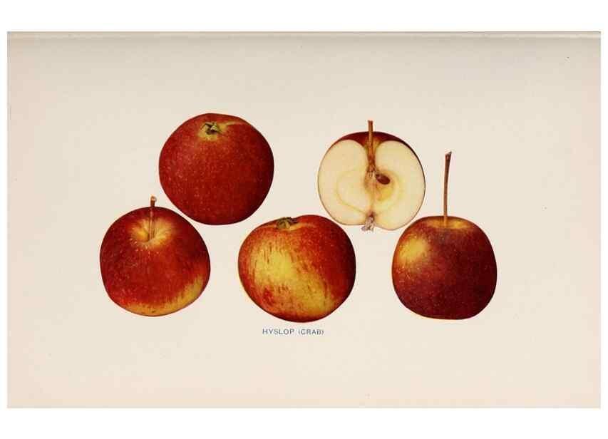 Reproducción/Reproduction 40474567970: The apples of New York /. Albany :J.B. Lyon,1905.. 