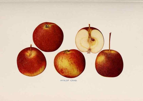 Reproducción/Reproduction 40474567970: The apples of New York /. Albany :J.B. Lyon,1905.. 