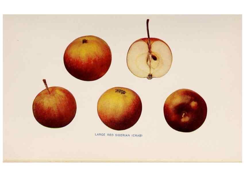 Reproducción/Reproduction 41379371885: The apples of New York /. Albany :J.B. Lyon,1905.. 