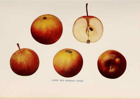 Reproducción/Reproduction 41379371885: The apples of New York /. Albany :J.B. Lyon,1905.. 