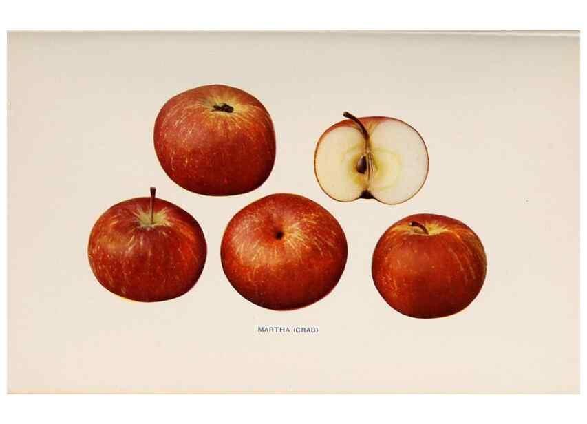 Reproducción/Reproduction 27410743657: The apples of New York /. Albany :J.B. Lyon,1905.. 