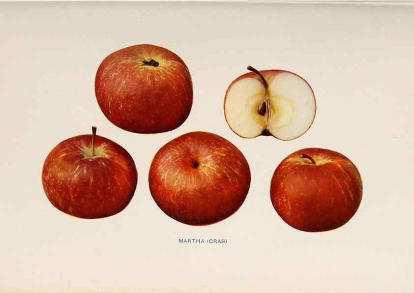 Reproducción/Reproduction 27410743657: The apples of New York /. Albany :J.B. Lyon,1905.. 