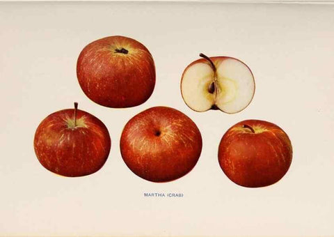 Reproducción/Reproduction 27410743657: The apples of New York /. Albany :J.B. Lyon,1905.. 