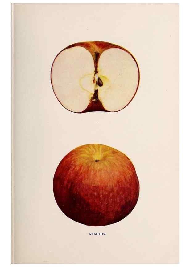 Reproducción/Reproduction 41560080414: The apples of New York /. Albany :J.B. Lyon,1905.. 