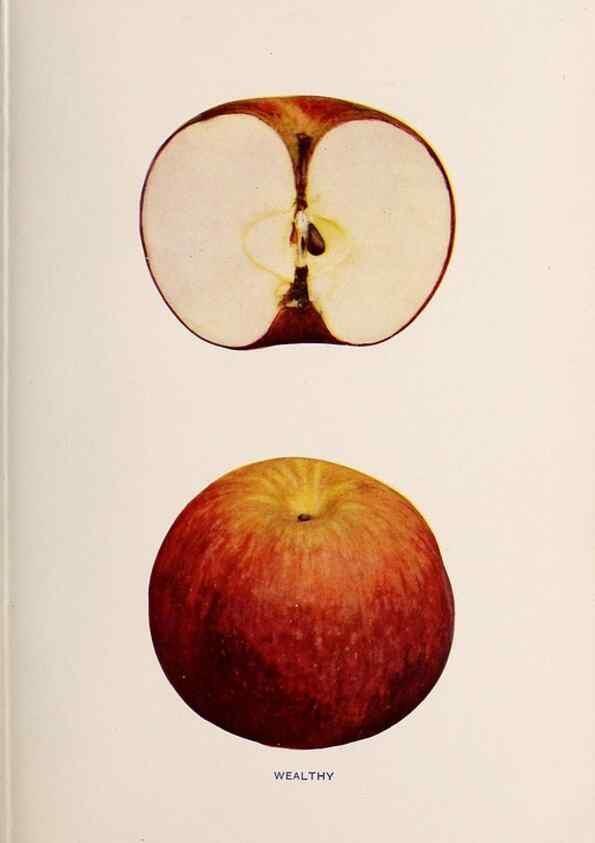 Reproducción/Reproduction 41560080414: The apples of New York /. Albany :J.B. Lyon,1905.. 