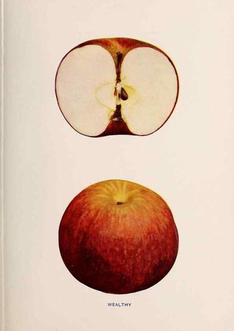 Reproducción/Reproduction 41560080414: The apples of New York /. Albany :J.B. Lyon,1905.. 