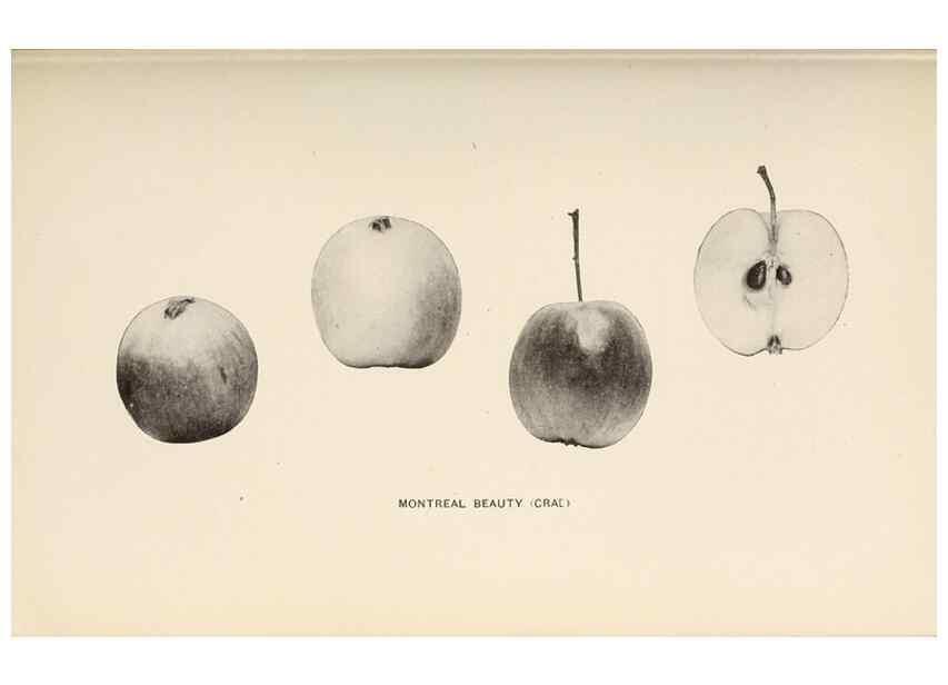 Reproducción/Reproduction 41379379335: The apples of New York /. Albany :J.B. Lyon,1905.. 