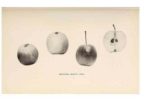 Reproducción/Reproduction 41379379335: The apples of New York /. Albany :J.B. Lyon,1905.. 