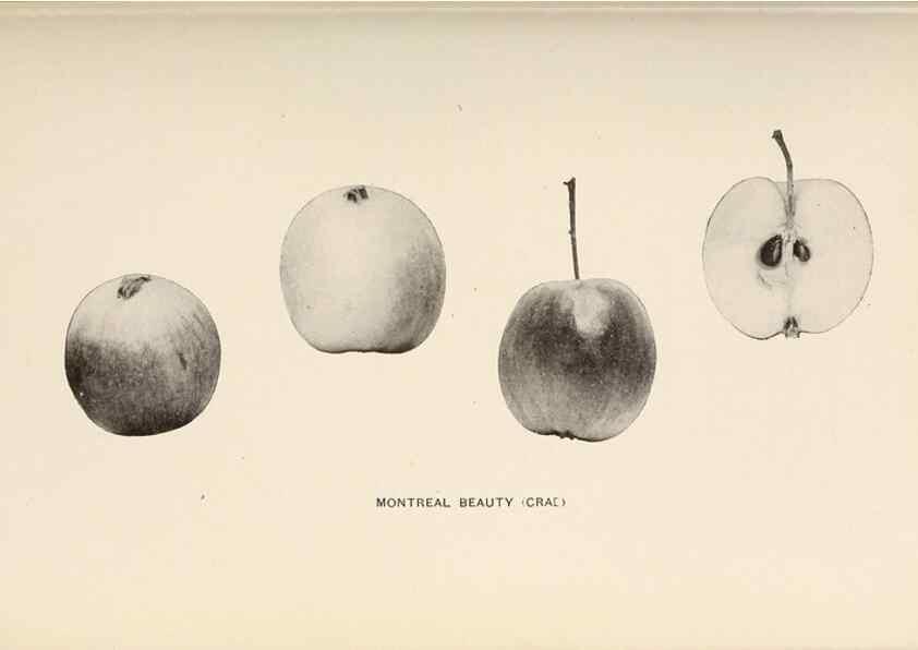 Reproducción/Reproduction 41379379335: The apples of New York /. Albany :J.B. Lyon,1905.. 