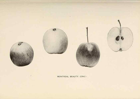 Reproducción/Reproduction 41379379335: The apples of New York /. Albany :J.B. Lyon,1905.. 