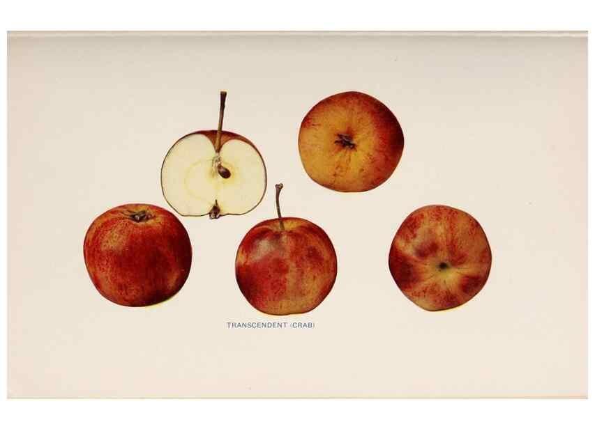 Reproducción/Reproduction 28408337738: The apples of New York /. Albany :J.B. Lyon,1905.. 