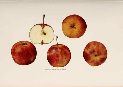 Reproducción/Reproduction 28408337738: The apples of New York /. Albany :J.B. Lyon,1905.. 