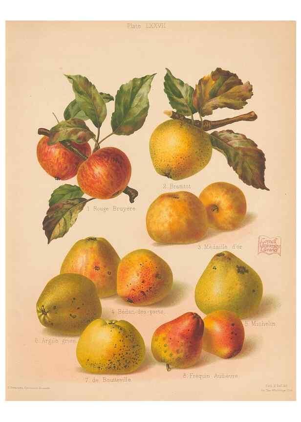 Reproducción/Reproduction 42239252612: The Herefordshire pomona, containing coloured figures and descriptions of the most esteemed kinds of apples and pears.. Hereford, [Eng.]Jakeman and Carver,1876-85.. 