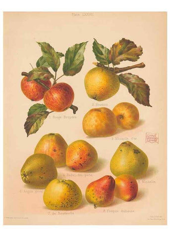 Reproducción/Reproduction 42239252612: The Herefordshire pomona, containing coloured figures and descriptions of the most esteemed kinds of apples and pears.. Hereford, [Eng.]Jakeman and Carver,1876-85.. 