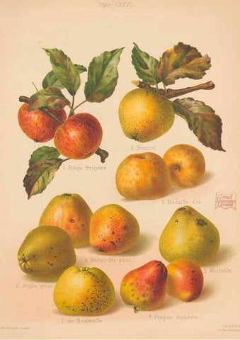 Reproducción/Reproduction 42239252612: The Herefordshire pomona, containing coloured figures and descriptions of the most esteemed kinds of apples and pears.. Hereford, [Eng.]Jakeman and Carver,1876-85.. 