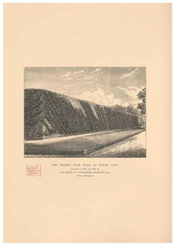 Reproducción/Reproduction 42239262792: The Herefordshire pomona, containing coloured figures and descriptions of the most esteemed kinds of apples and pears.. Hereford, [Eng.]Jakeman and Carver,1876-85.. 