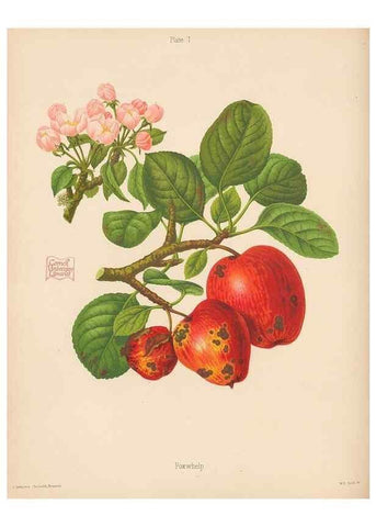 Reproducción/Reproduction 42239265622: The Herefordshire pomona, containing coloured figures and descriptions of the most esteemed kinds of apples and pears.. Hereford, [Eng.]Jakeman and Carver,1876-85.. 