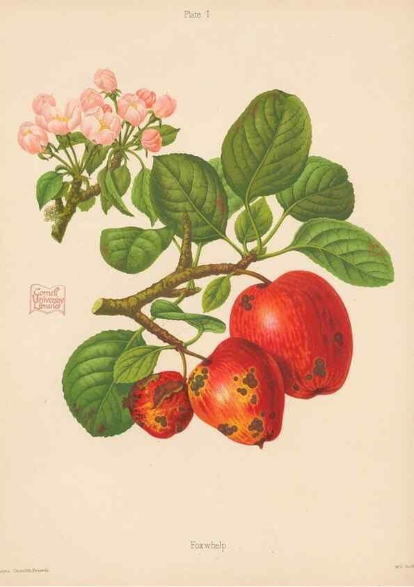 Reproducción/Reproduction 42239265622: The Herefordshire pomona, containing coloured figures and descriptions of the most esteemed kinds of apples and pears.. Hereford, [Eng.]Jakeman and Carver,1876-85.. 